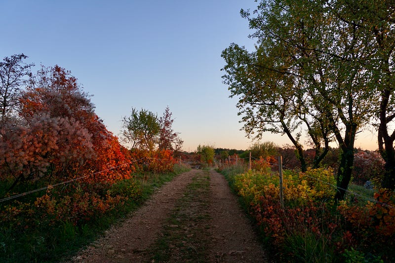 Seasons on the path