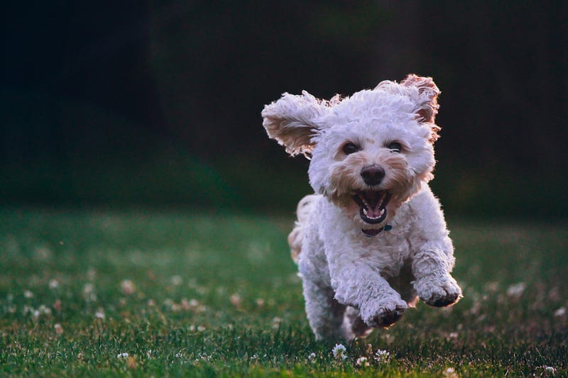 Happy as a puppy