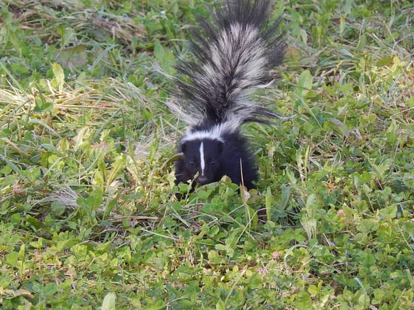 The Day the Skunk Came to Our House